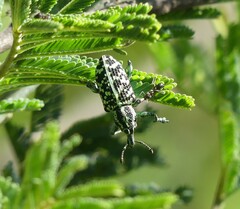 Chrysolopus spectabilis