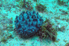 Oceanapia ramsayi