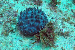 Oceanapia ramsayi