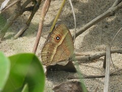 Brakefieldia perspicua