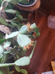 Rhipsalidopsis gaertneri