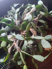 Rhipsalidopsis gaertneri