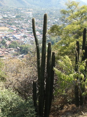 Lophocereus marginatus