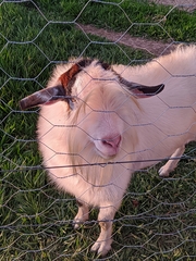 Capra hircus