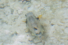 Lactophrys triqueter