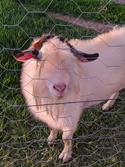 Capra hircus