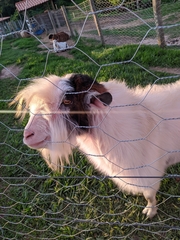 Capra hircus