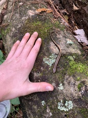 Eurycea guttolineata