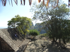 Jacaranda mimosifolia