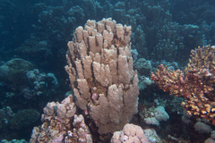 Porites rus