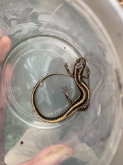 Eurycea guttolineata