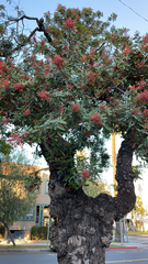 Schinus terebinthifolia