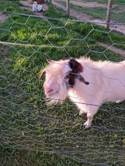 Capra hircus