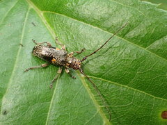 Hybolasius sticticus