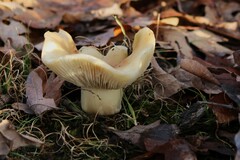 Russula brevipes
