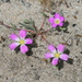 Calandrinia liniflora - Photo (c) Arthur Chapman, some rights reserved (CC BY-NC-SA), uploaded by Arthur Chapman