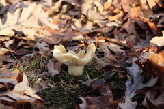 Russula brevipes