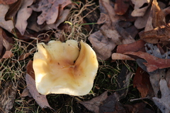 Russula brevipes
