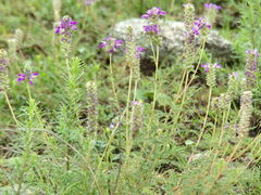 Dalea elegans