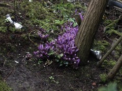 Lathraea clandestina