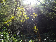 Bocconia arborea