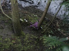 Lathraea clandestina