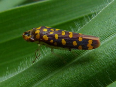 Paraulacizes thunbergi