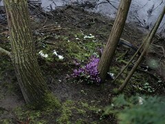 Lathraea clandestina