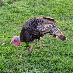 Meleagris gallopavo domesticus