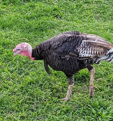 Meleagris gallopavo domesticus