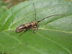 Hybolasius sticticus