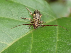 Hybolasius sticticus