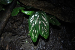 Goeppertia ornata