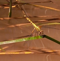 Erythrodiplax corallina