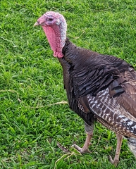 Meleagris gallopavo domesticus