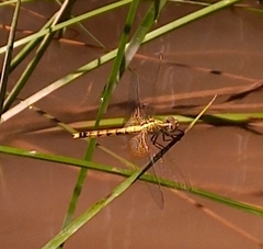 Erythrodiplax corallina