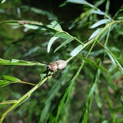 Cacostomus squamosus
