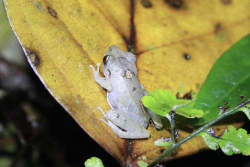 Urich’s Litter Frog, Pristimantis urichi