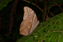 Eryphanis automedon