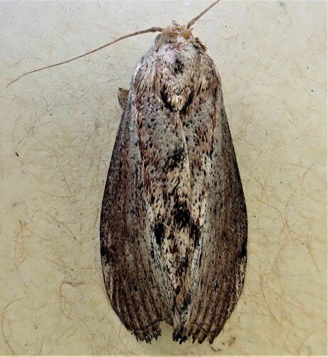 Greater wax moth
