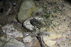 Mannophryne trinitatis