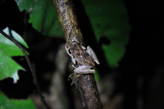 Pristimantis urichi
