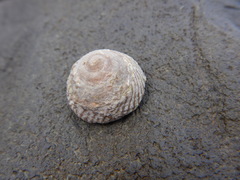 Bembicium nanum