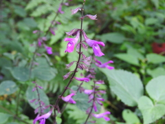 Salvia simulans
