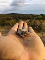 Phrynosoma modestum