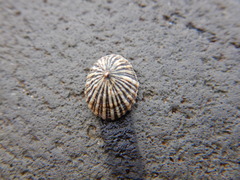 Siphonaria funiculata