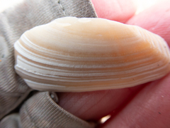 Megangulus bodegensis