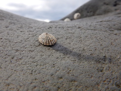 Siphonaria funiculata