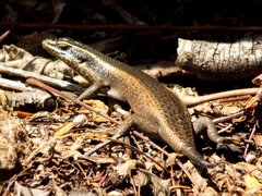 Trachylepis punctatissima