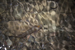 Anablepsoides hartii